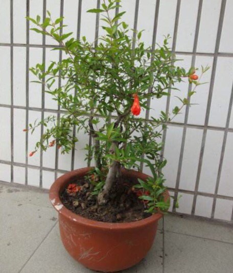 Plant a pomegranate on the balcony. The branches and leaves grow fast, blossom, look good, bear cold and bear fruit year after year.