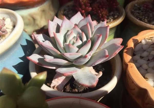 Can't you tell the difference between the sun death of succulent plants and the death of heat? So let's take a look at this article.