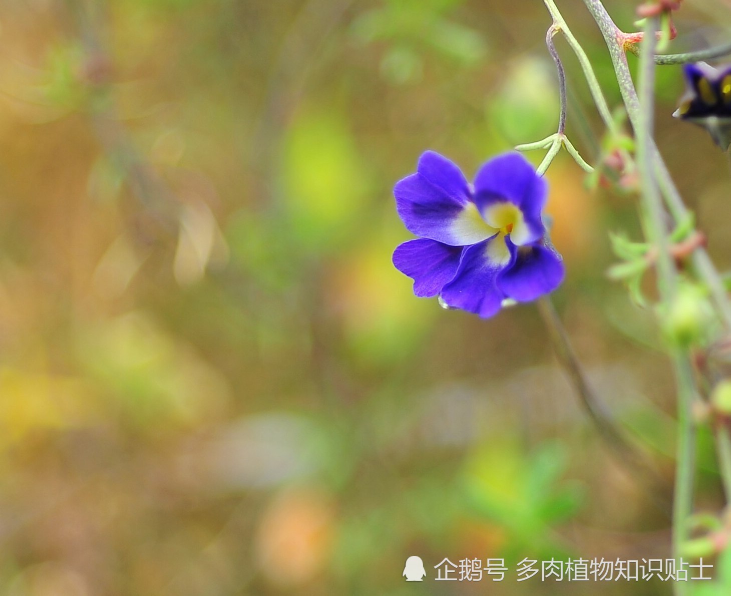 The sky blue golden lotus blossomed and the summer atmosphere gradually warmed up.