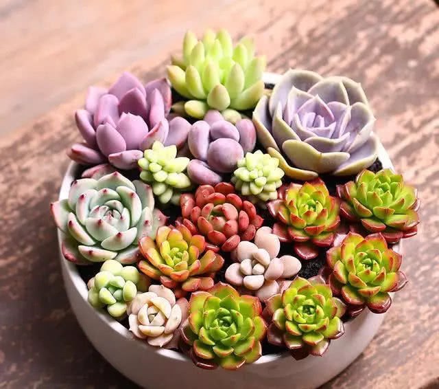 The newly bought succulent plant must do this step, otherwise the meat loves black rot.