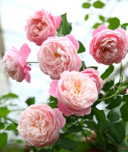 The flower is as beautiful as peony, pleasant aroma, full of immortal fragrance, long florescence and is worth having.