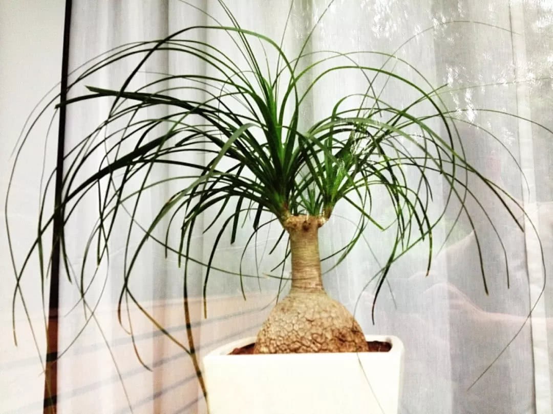 Five unique-looking indoor drought-tolerant potted plants that do not need to be taken care of for months