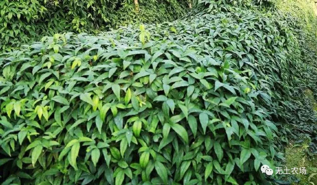 A kind of weed that snakes fear when they see it in the mountains. It is known as Snake Fuzi, which now costs more than 100 yuan a jin to become a rare commodity.