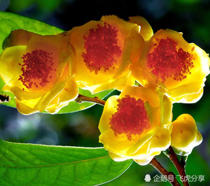 The unique ornamental value and efficacy of Camellia, the queen of the tea family, is known as the giant panda in the plant world.