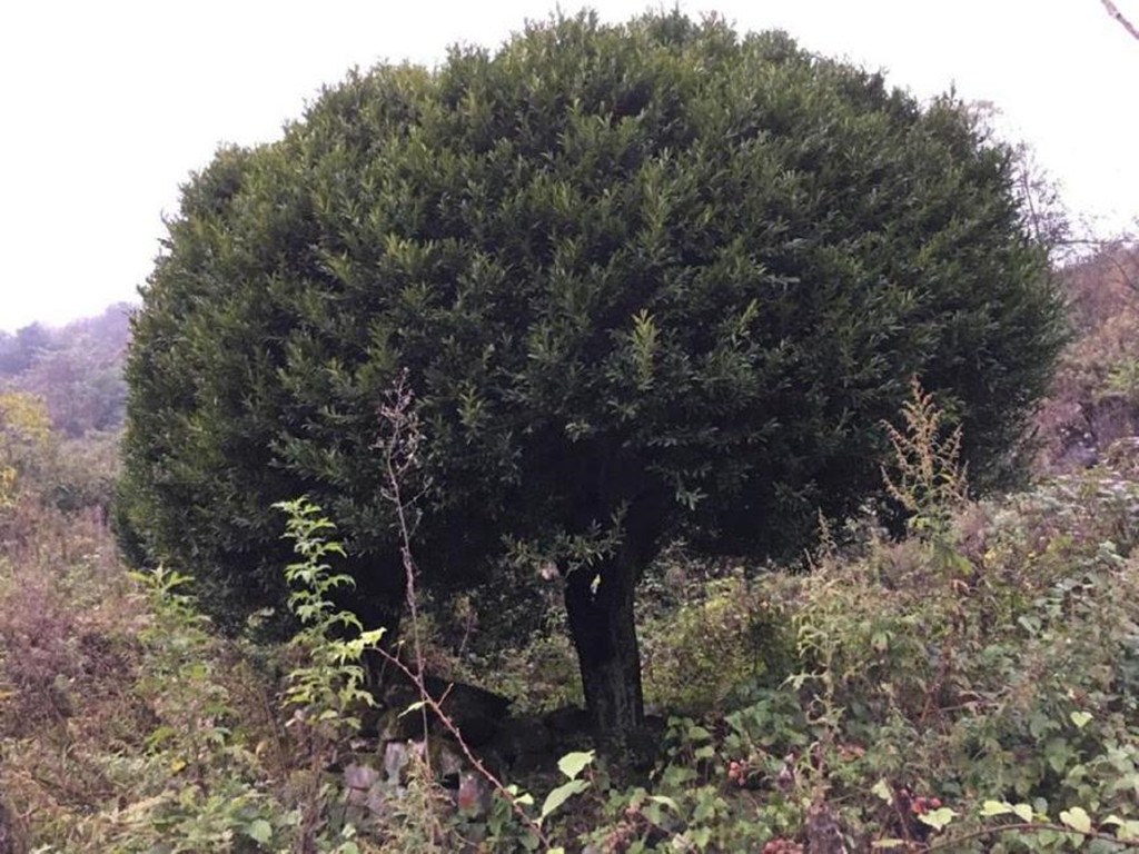 This is called a thousand-year-old tree, which is not sold for 6800 yuan. If you sell it, you will dig your own ancestral grave.