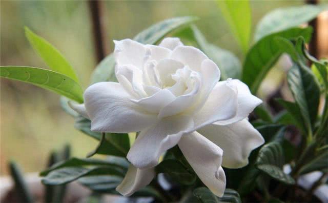 There are small flying insects in the flowerpot, 10 cigarette butts and a bottle of mineral water for easy deworming.