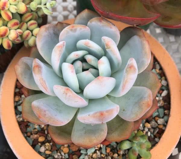 Black spots on succulent leaves, probably due to disease.