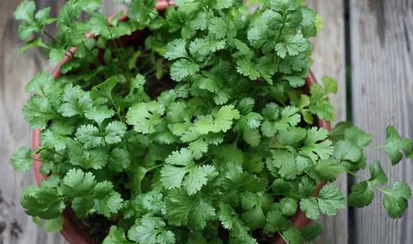 How to grow coriander? Planting time and cultivation methods of coriander