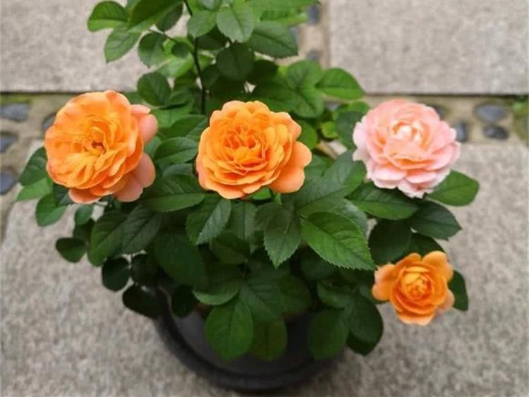 Rose soil is easy to harden and two tricks are skillfully used to solve it.