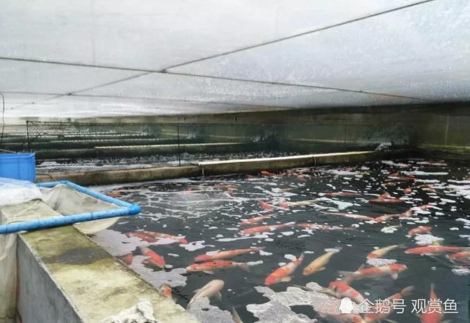 Small mountain village koi swim to the world worth hundreds of thousands