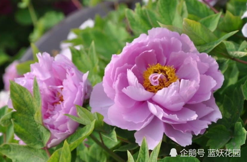 The peonies at home don't blossom? You must have watered the wrong water in autumn.