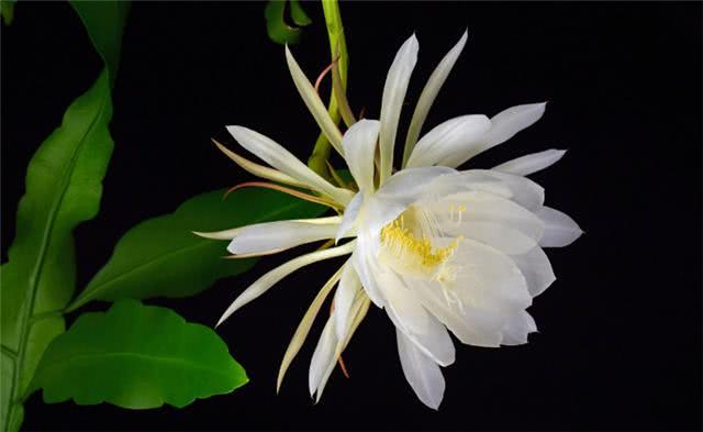 This flower only blooms for two hours at night, but many people stay up late to watch it.