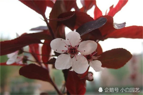 Purple leaf dwarf cherry breeds? By learning this, you can better reproduce purple leaf dwarf cherry.