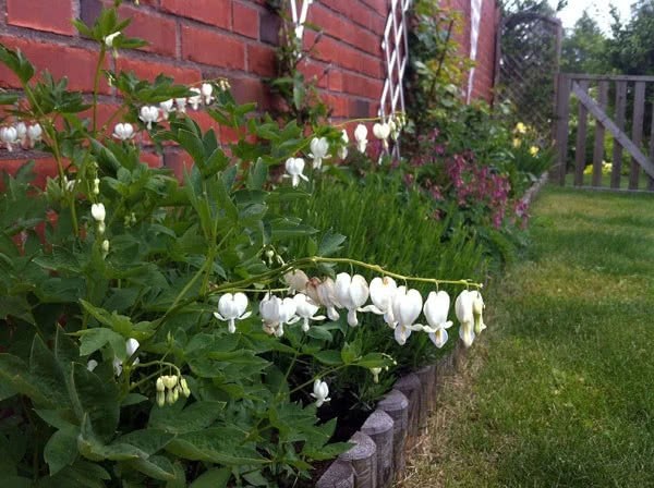 These flowers can reproduce and blossom by picking some seeds by the side of the road.