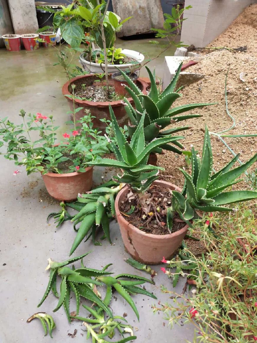 Pour aloe once every ten days. This kind of water can easily burst the pot and the flowerpot won't fit.