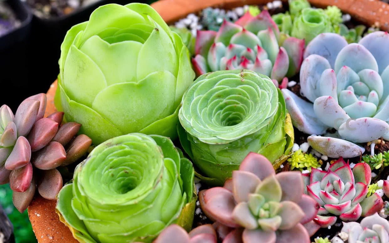 Succulent plants are not easy to raise? The variety is the key to choose the potted carapace grass.