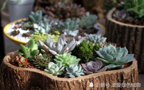 A small detail of succulent breathing after succulent on the basin depends on it.