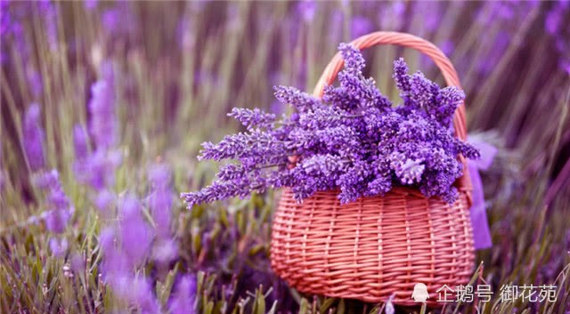 Lavender raise balcony to do a good job of these three steps to grow lavender flowers