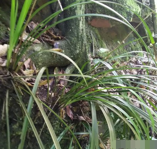 The leaves seen on the mountain are about one meter long and now they have come to flower.