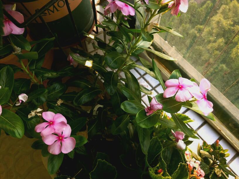 These three kinds of flowers will take root before the Mid-Autumn Festival. Put one pot alive and one pot without black rot.