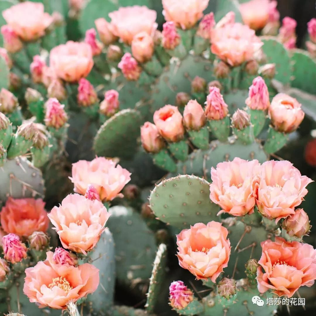 Flowering cactus-- the most beautiful miracle in the desert