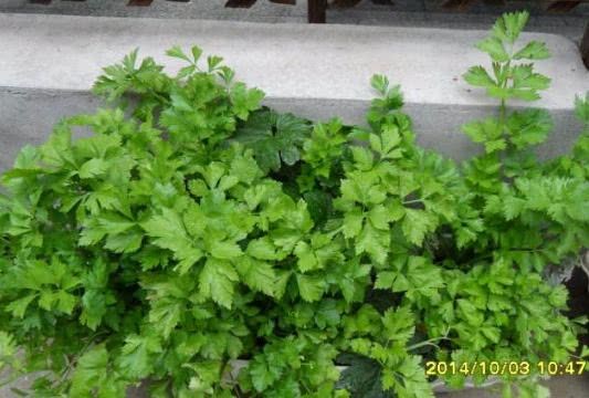 Plant a few pots of celery in autumn and pick it if you want to eat it. Use this method to sow seeds and grow quickly.