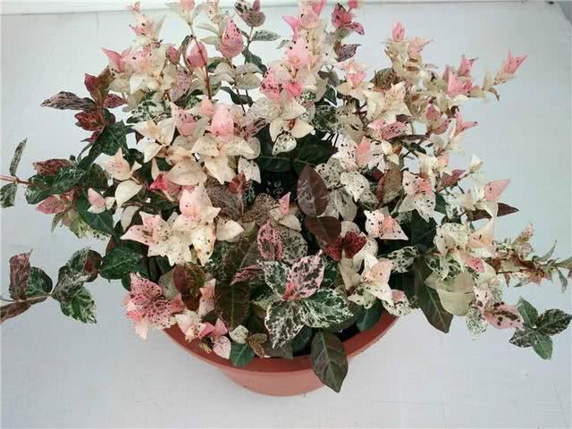 The mosaic collaterals are really good-looking, the leaves are diverse, eye-catching, good resistance, good bonsai is also good.