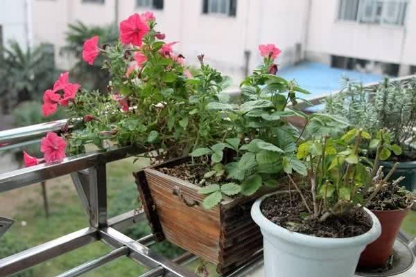 Get ready for baking soda at home. The wonderful use of growing flowers is more than the benefit of delaying the flowering period.