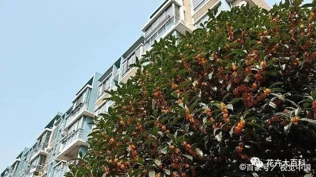 The leaves of sweet-scented osmanthus trees grow yellow and dry, and the stall can't get cold first. Maybe that's the problem.