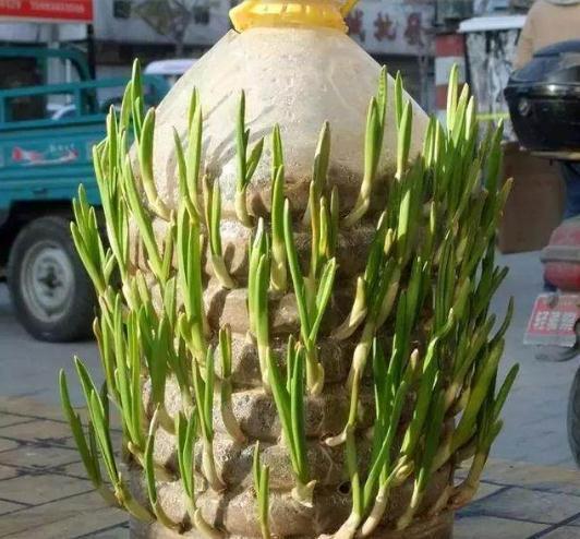 An empty oil barrel produces 2 jin of garlic. The ingenious waste can not be eaten by garlic seedlings.