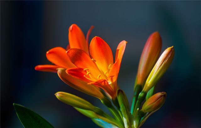 Watering flowers is still using rice washing water and vegetable washing water. It is the universal water that can grow any kind of flowers.