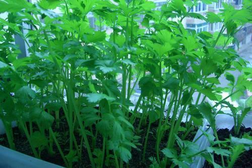 The three kinds of antihypertensive vegetables under the potted plant can all be eaten healthily after picking for 2 months.