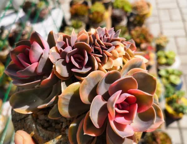 Using rotten leaf soil to raise succulent plants can not only ensure air permeability but also provide nutrients.