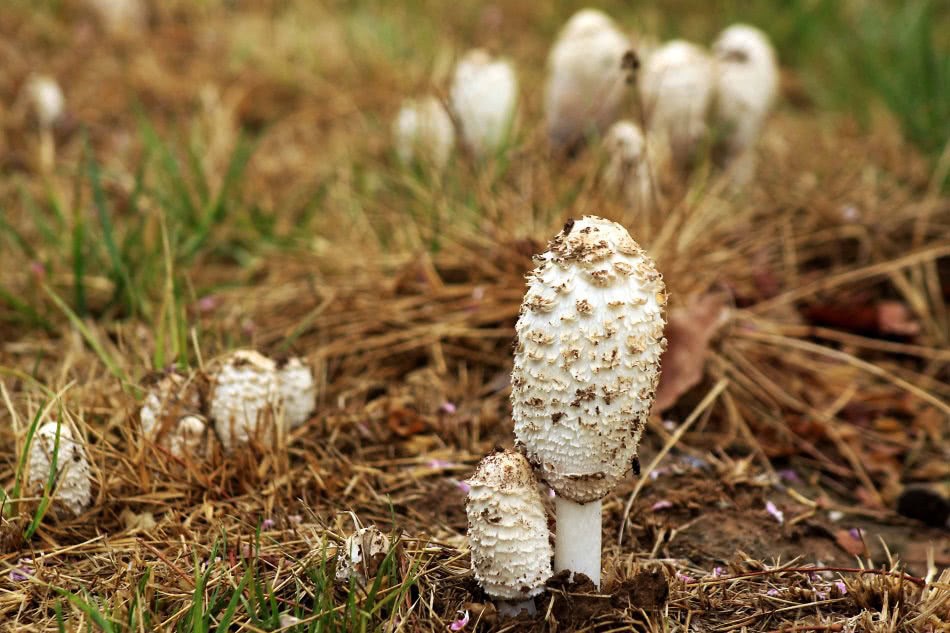 It is one of the most cherished edible fungi, when it matures, it is poisonous and now it is a rare commodity worth 40 yuan per jin.