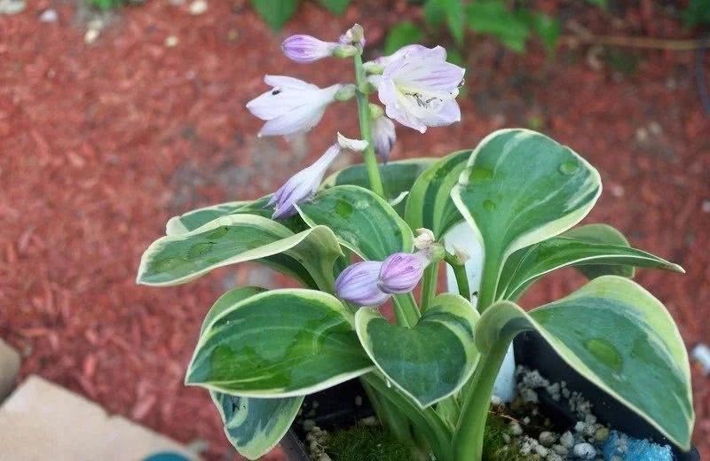 Notes on the maintenance of beautiful green jade hairpin flowers can also produce fragrant flowers in the shade.