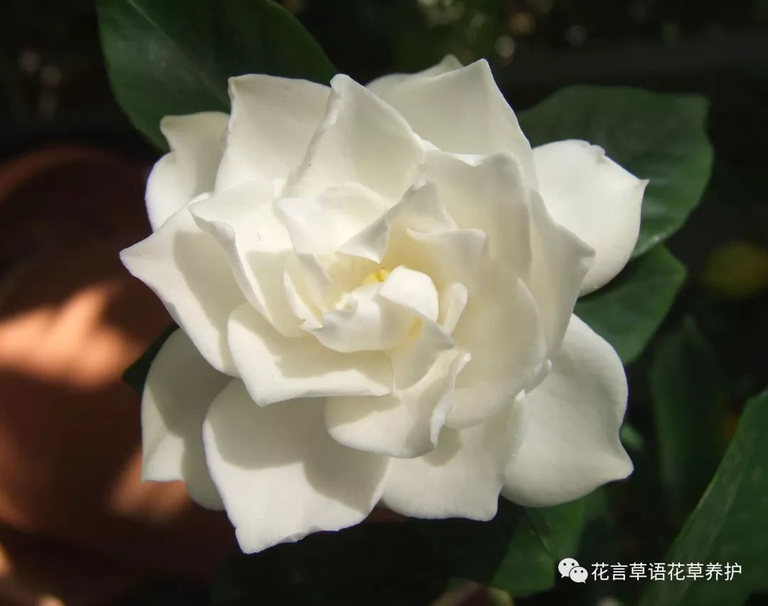 What if the gardenia bud turns black?