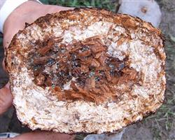 Cultivation techniques of Xiuzhen mushroom: what are the diseases and insect pests of planting Xiuzhen mushroom?