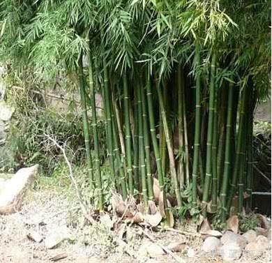 He didn't listen to the advice and regretted planting a few bamboos in the yard for only two years.