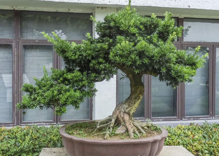 Potted Luohansong can grow more and more pots without spending money.