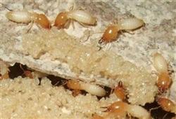 Ganoderma lucidum planting technology: how to control termites by planting Ganoderma lucidum?