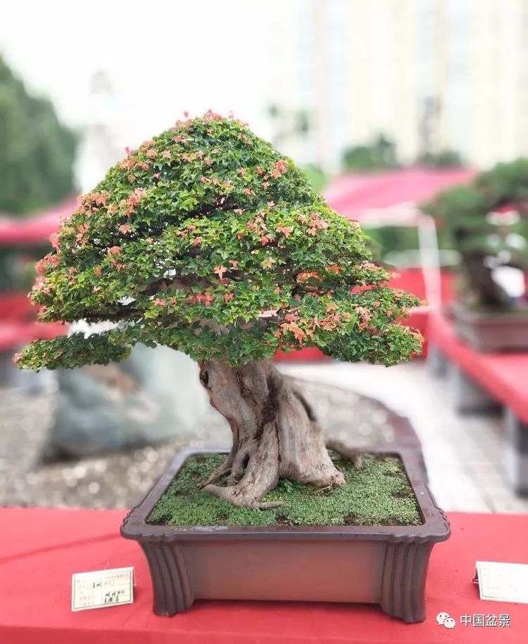 Mr. Hu Dayu, appreciation of bonsai in Yu he Garden