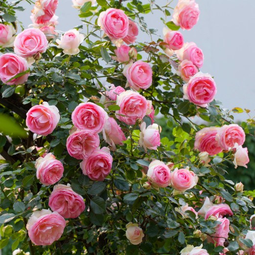 It is difficult to change the rotten leaf soil in the flowering pot, and the longer the staying time is, the longer the flowering time will be.