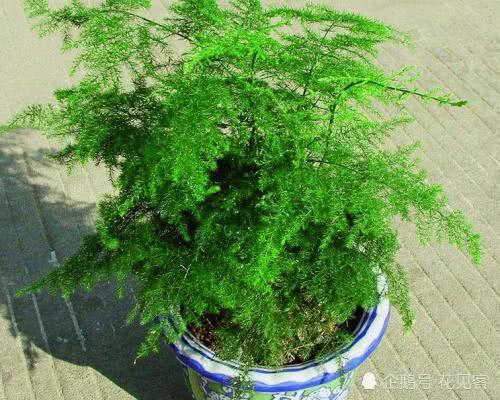 In autumn, green plants should use this kind of green leaf fertilizer for green leaves and green buds.