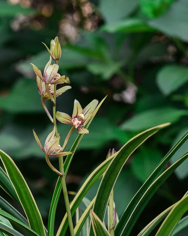 Is it reliable for the orchid master to use bacteria to cultivate orchids to create a symbiotic relationship for the first time?