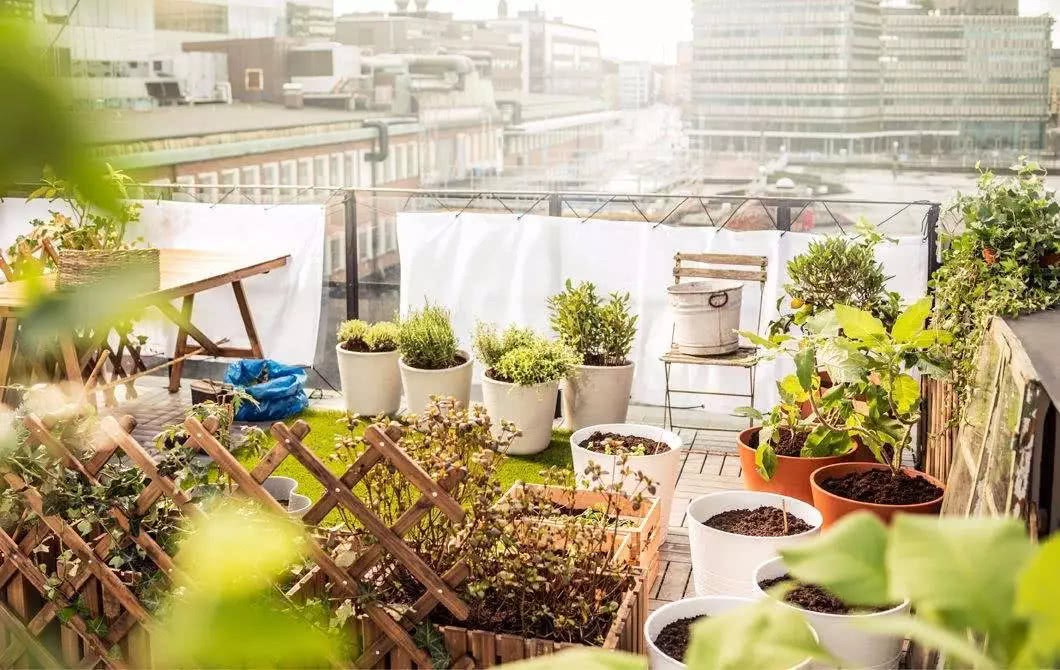 If you don't know the reason why the potted leaves turn yellow, you are embarrassed to call yourself a gardener.