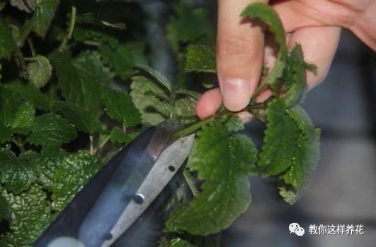 The cuttings of these 15 kinds of flowers are now too simple to take root in a week and become big in a second.