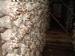 Xiuzhen mushroom cultivation formula: Xiuzhen mushroom high-yield cultivation techniques, Xiuzhen mushroom what are the diseases and insect pests?