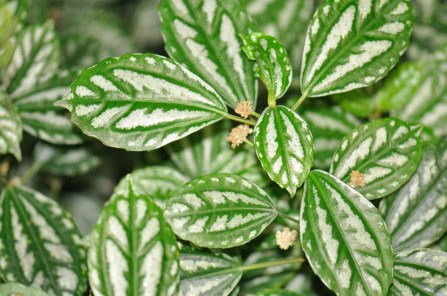 The smoke killer in the plant is essential for the kitchen