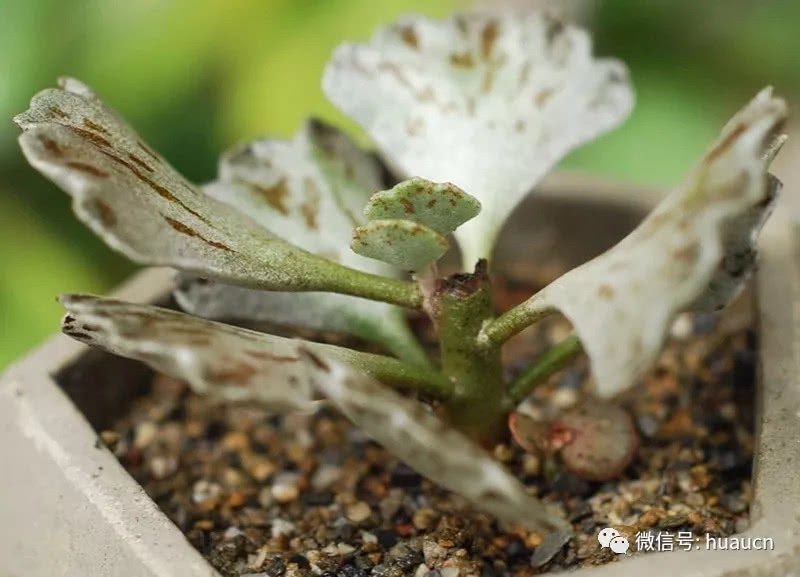 Cutting propagation method of sparrow fan succulent cultivation technique