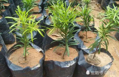 Don't spend any more money on Luohansong, pinch a branch and bury some of this thing in a living pot.